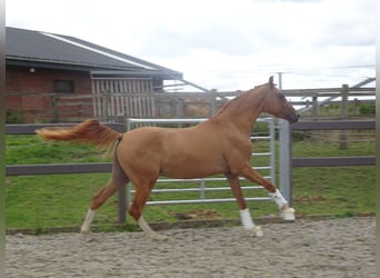 Belgian Riding Pony, Gelding, 3 years, 14.1 hh, Chestnut-Red
