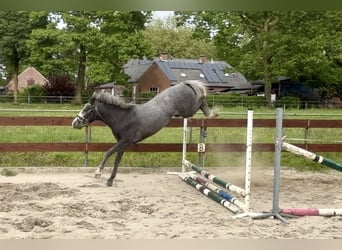 Belgian Riding Pony, Gelding, 3 years, 14.1 hh, Grey