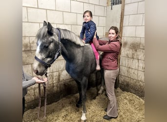Belgian Riding Pony, Gelding, 3 years, 14.1 hh, Grey