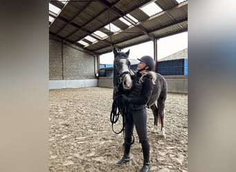 Belgian Riding Pony, Gelding, 3 years, 14,1 hh, Grey-Blue-Tan