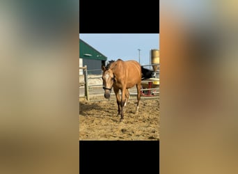 Belgian Riding Pony, Gelding, 3 years