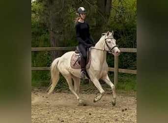 Belgian Riding Pony, Gelding, 4 years, 14.1 hh, Champagne
