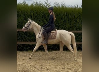 Belgian Riding Pony, Gelding, 4 years, 14.1 hh, Champagne