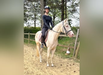 Belgian Riding Pony, Gelding, 4 years, 14.1 hh, Champagne
