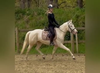 Belgian Riding Pony, Gelding, 4 years, 14.1 hh, Champagne