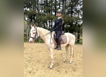 Belgian Riding Pony, Gelding, 4 years, 14.1 hh, Champagne