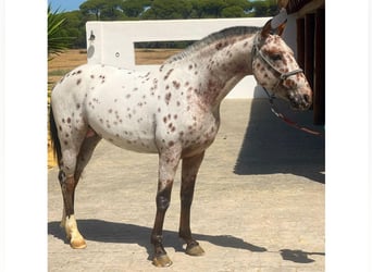 Belgian Riding Pony, Gelding, 4 years, 14,2 hh, Tobiano-all-colors