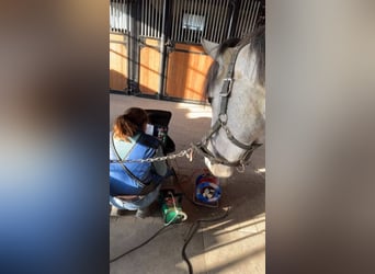 Belgian Riding Pony, Gelding, 4 years, 14,1 hh, Gray