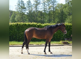 Belgian Riding Pony, Gelding, 4 years, 14,2 hh, Brown