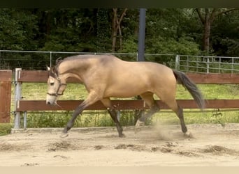 Belgian Riding Pony, Gelding, 4 years, 16.1 hh, Buckskin