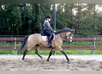 Belgian Riding Pony, Gelding, 4 years, 16.1 hh, Buckskin