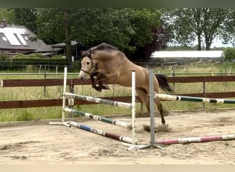 Belgian Riding Pony, Gelding, 4 years, 16.1 hh, Buckskin
