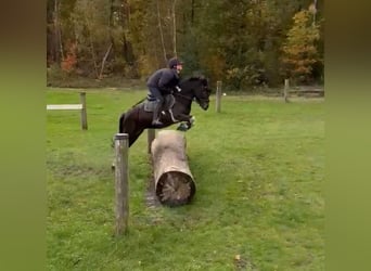 Belgian Riding Pony, Gelding, 5 years, 13.1 hh, Pinto
