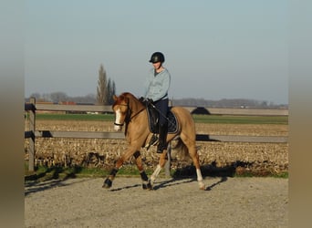 Belgian Riding Pony, Gelding, 5 years, 14.1 hh, Chestnut-Red