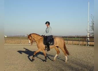 Belgian Riding Pony, Gelding, 5 years, 14.1 hh, Chestnut-Red