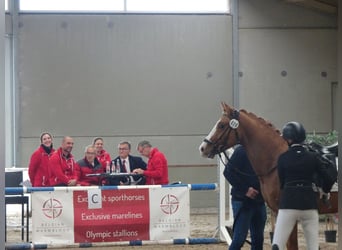 Belgian Riding Pony, Gelding, 5 years, 14.1 hh, Chestnut-Red