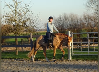 Belgian Riding Pony, Gelding, 5 years, 14.1 hh, Chestnut-Red