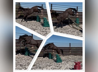 Belgian Riding Pony, Gelding, 5 years, 14.1 hh, Smoky-Black
