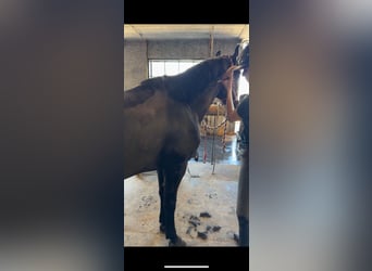 Belgian Riding Pony, Gelding, 5 years, 14.1 hh, Smoky-Black