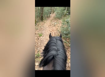 Belgian Riding Pony, Gelding, 5 years, 14.1 hh, Smoky-Black
