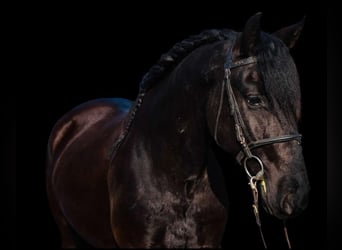 Belgian Riding Pony, Gelding, 5 years, 14.1 hh, Smoky-Black