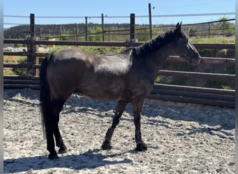 Belgian Riding Pony, Gelding, 5 years, 14.1 hh, Smoky-Black