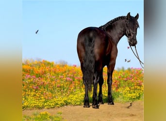 Belgian Riding Pony, Gelding, 5 years, 14.1 hh, Smoky-Black