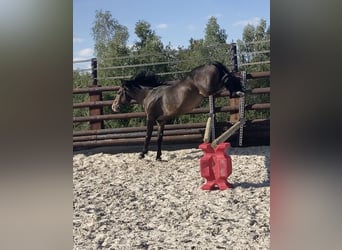 Belgian Riding Pony, Gelding, 5 years, 14.1 hh, Smoky-Black