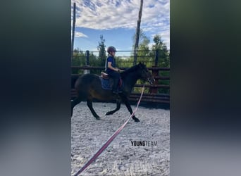 Belgian Riding Pony, Gelding, 5 years, 14.1 hh, Smoky-Black