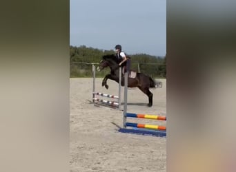 Belgian Riding Pony, Gelding, 5 years, 14.1 hh, Smoky-Black