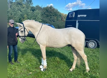 Belgian Riding Pony, Gelding, 5 years, 14 hh, Palomino
