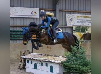 Belgian Riding Pony, Gelding, 5 years, 15 hh, Bay-Dark