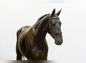 Belgian Riding Pony, Gelding, 5 years, Bay-Dark