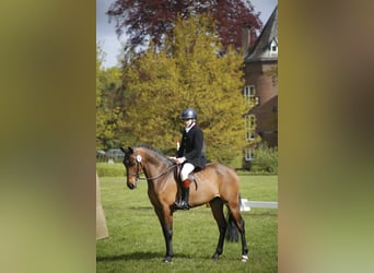 Belgian Riding Pony, Gelding, 6 years, 14,2 hh, Brown