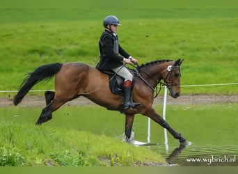 Belgian Riding Pony, Gelding, 6 years, 14,2 hh, Brown