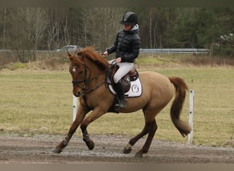 Belgian Riding Pony, Gelding, 7 years, 14.1 hh, Bay