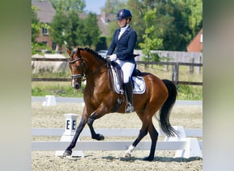 Belgian Riding Pony, Gelding, 7 years, 14,2 hh