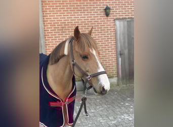 Belgian Riding Pony, Gelding, 8 years, 13,2 hh, Pinto