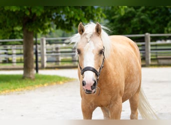 Belgian Riding Pony, Mare, 10 years, 13 hh, Palomino