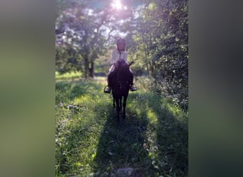 Belgian Riding Pony Mix, Mare, 11 years, 11,2 hh, Black