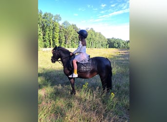 Belgian Riding Pony Mix, Mare, 11 years, 11,2 hh, Black