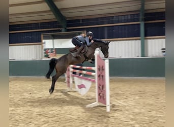 Belgian Riding Pony, Mare, 11 years, 14.2 hh, Brown
