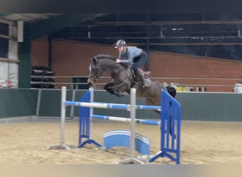 Belgian Riding Pony, Mare, 11 years, 14.2 hh, Brown