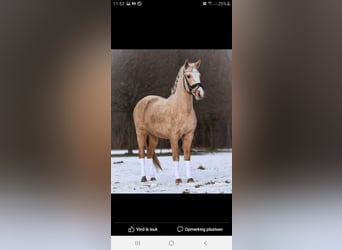 Belgian Riding Pony, Mare, 11 years, 14 hh, Palomino