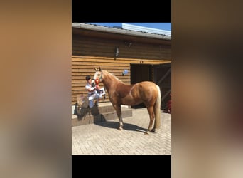 Belgian Riding Pony, Mare, 11 years, 14 hh, Palomino