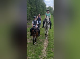 Belgian Riding Pony, Mare, 12 years, 11,1 hh