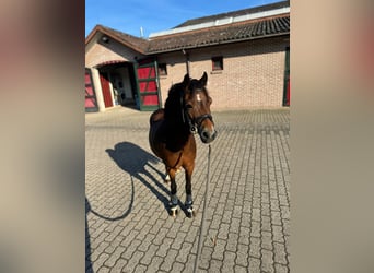 Belgian Riding Pony, Mare, 12 years, 11,1 hh