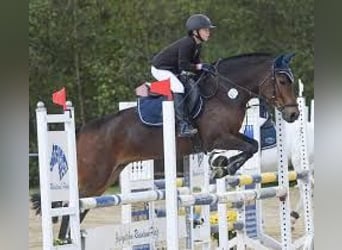 Belgian Riding Pony, Mare, 12 years, 14.2 hh, Bay-Dark