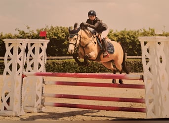 Belgian Riding Pony, Mare, 12 years, 14.2 hh, Bay