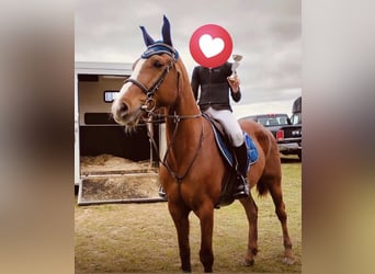 Belgian Riding Pony, Mare, 12 years, 14,2 hh, Chestnut-Red